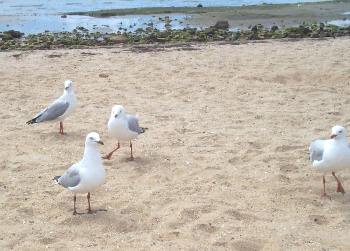Seagulls2.jpg